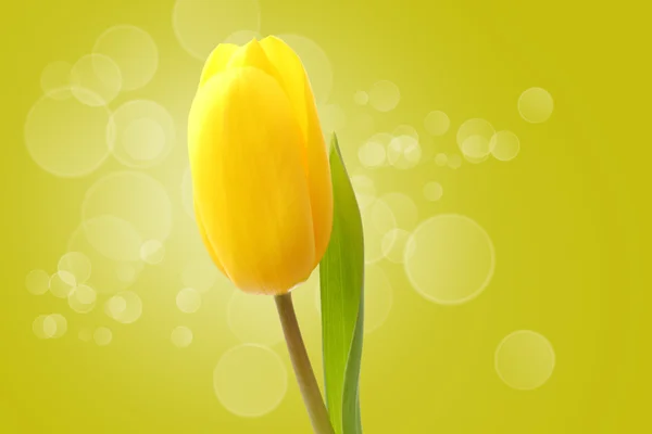 Un Tulipano su sfondo verde — Foto Stock