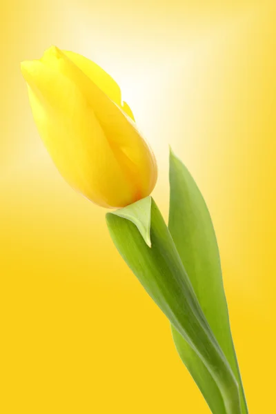 One tulip over yellow background — Stock Photo, Image