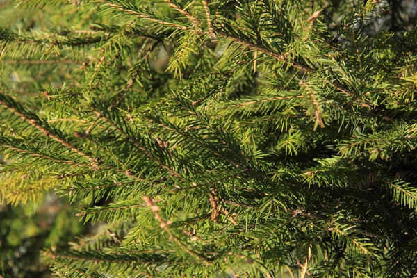 Utomhus bild av päls träd texturerat bakgrund — Stockfoto