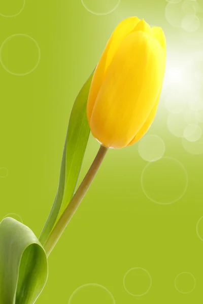 One tulip on a green background — Stock Photo, Image