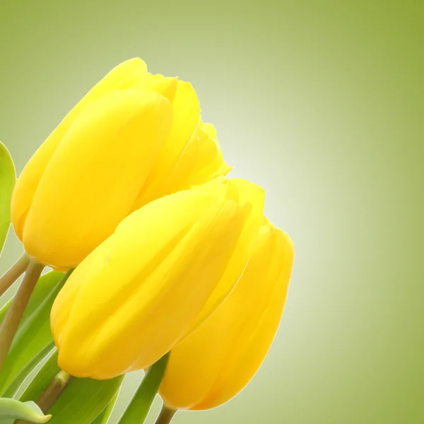 Gele tulpen op een groene achtergrond — Stockfoto