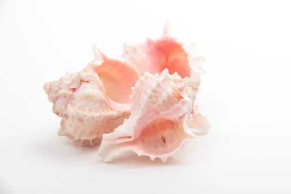 Studio image of three seashells — Stock Photo, Image