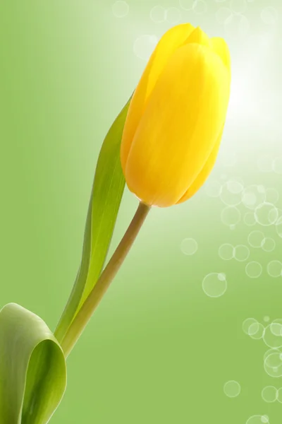 Un tulipán sobre un fondo verde —  Fotos de Stock