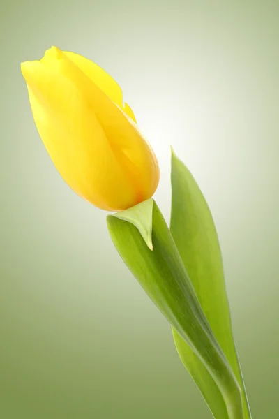 One tulip on a green background — Stock Photo, Image