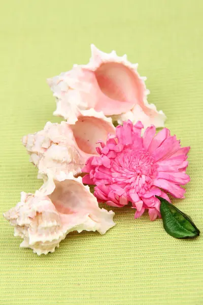 Conchas do mar e composição de flores sobre o tema do descanso e relaxamento — Fotografia de Stock