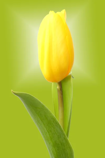 One tulip on a green background — Stock Photo, Image
