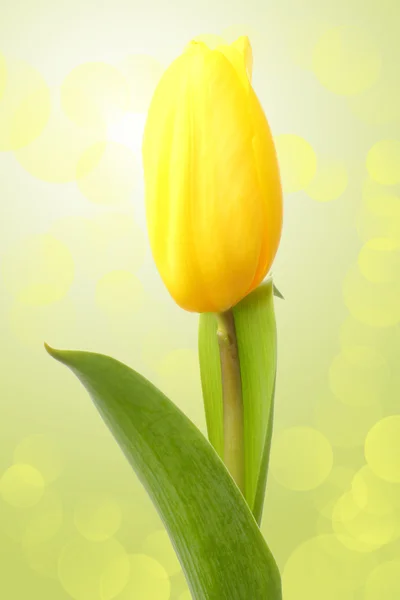 One yellow tulip over green background — Stock Photo, Image