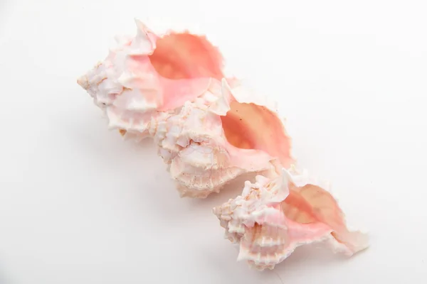 Studio image of three seashells — Stock Photo, Image
