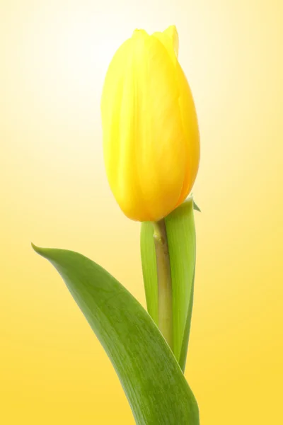 One yellow tulip over yellow background — Stock Photo, Image