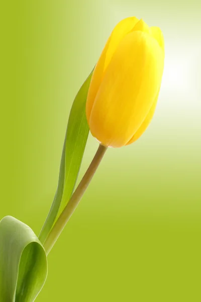Один тюльпан на яскраво-зеленому тлі — стокове фото