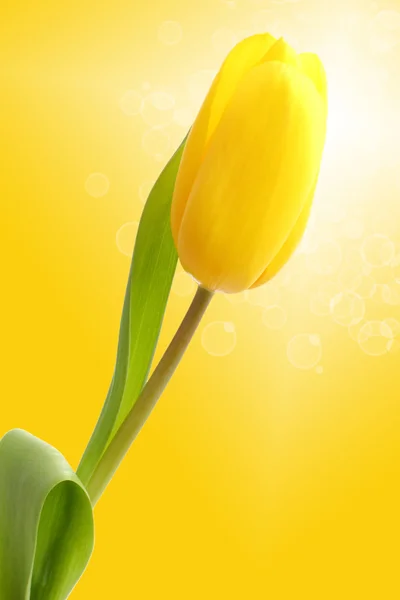 En gul tulpan över gul bakgrund — Stockfoto