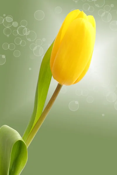 One tulip on a bright green background — Stock Photo, Image