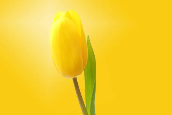 One yellow tulip over yellow background — Stock Photo, Image
