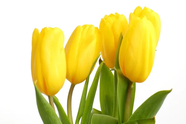 Tender lovely yellow tulips over white background — Stock Photo, Image