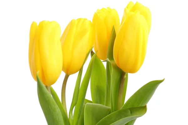 Tender adorável tulipas amarelas sobre fundo branco — Fotografia de Stock