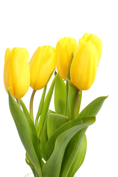 Mooie gele tulpen inschrijving op witte achtergrond — Stockfoto