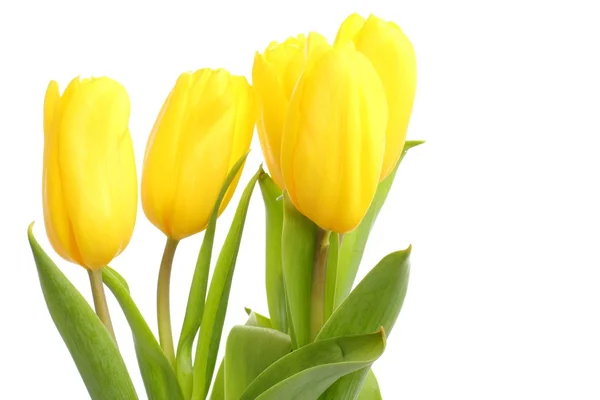 Tender lovely yellow tulips over white background — Stock Photo, Image