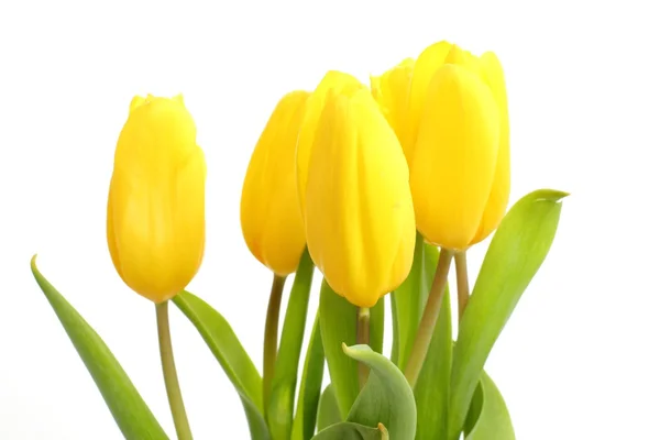 Tender lovely yellow tulips over white background — Stock Photo, Image