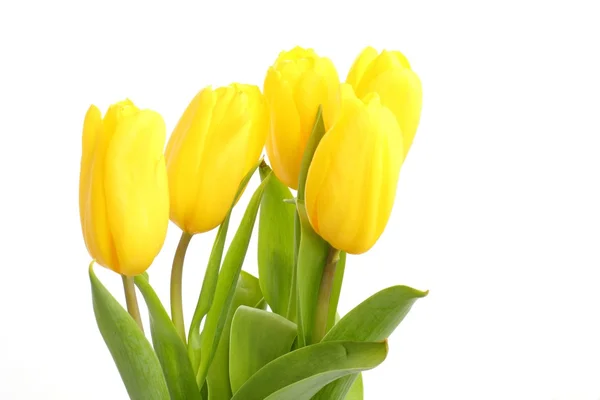 Tender lovely yellow tulips over white background — Stock Photo, Image