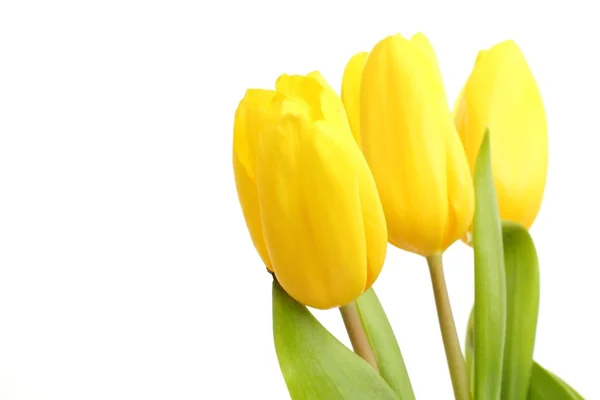 Tender yellow tulips over white background — Stock Photo, Image