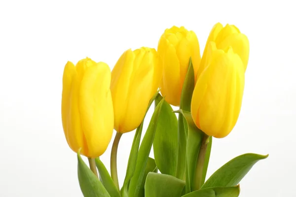 Tender tulipanes amarillos sobre fondo blanco —  Fotos de Stock