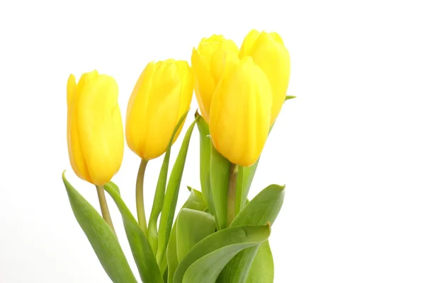 Tender yellow tulips over white background — Stock Photo, Image