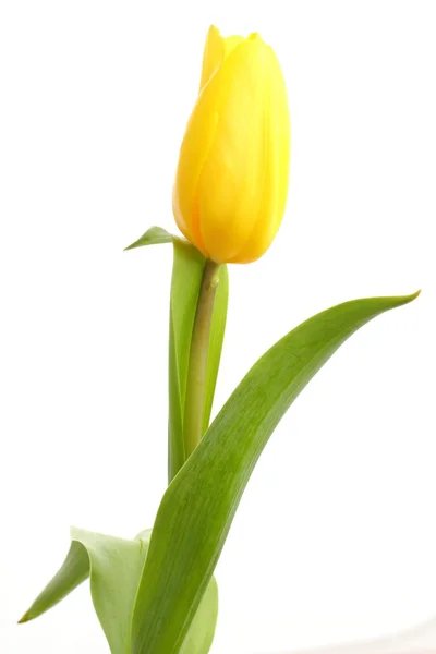 Tulipano singolo isolato su sfondo bianco — Foto Stock