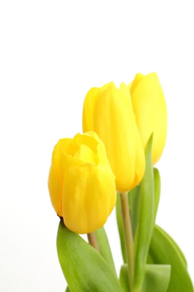 在白色背景的嫩黄色郁金香 — 图库照片