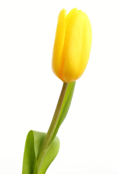 Single tulip isolated on white background — Stock Photo, Image