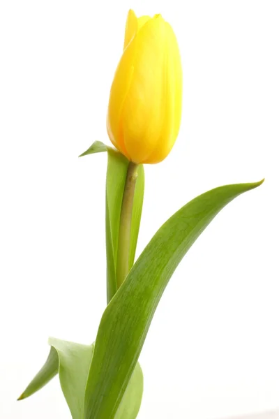 Tulipano singolo isolato su sfondo bianco — Foto Stock