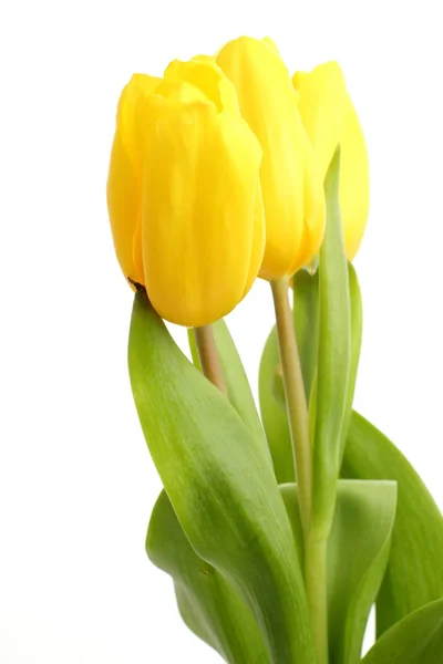 Tender tulipanes amarillos sobre fondo blanco — Foto de Stock