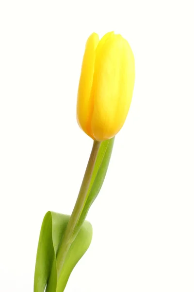 Single tulip isolated on white background — Stock Photo, Image