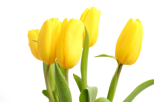 Gele tulpen inschrijving op witte achtergrond — Stockfoto