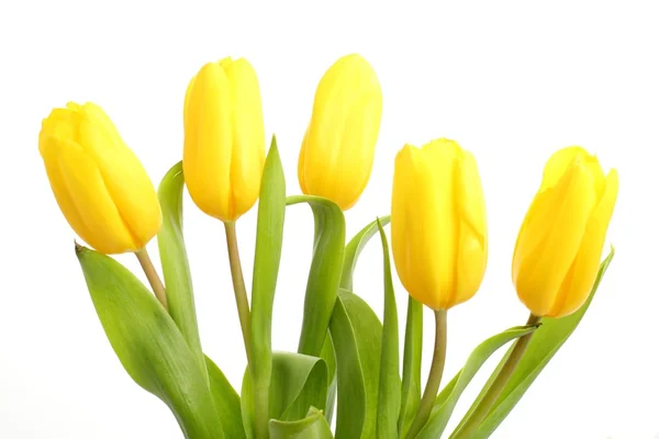 Pályázati sárga tulipánok felett fehér háttér — Stock Fotó