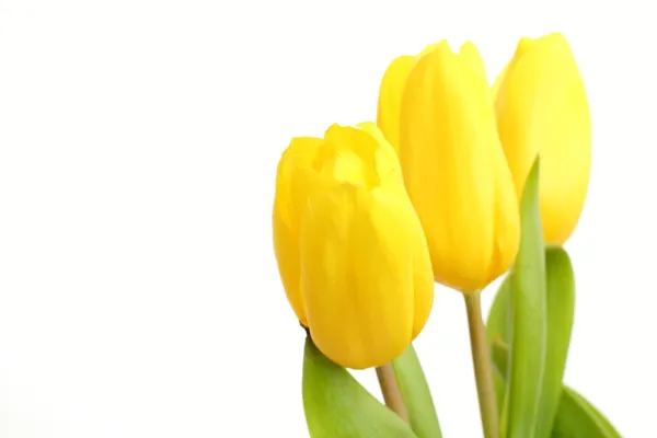 Ніжні жовті тюльпани на білому тлі — стокове фото