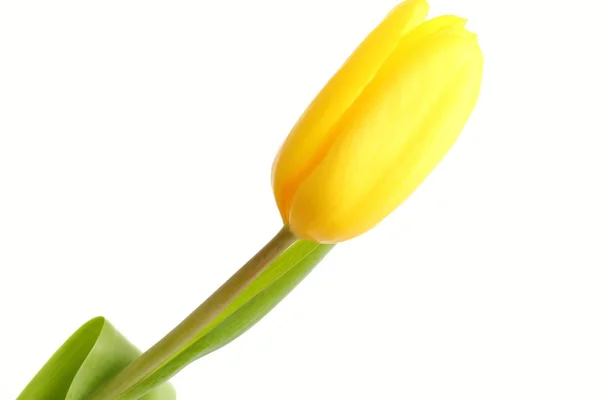 Single tulip isolated on white background — Stock Photo, Image