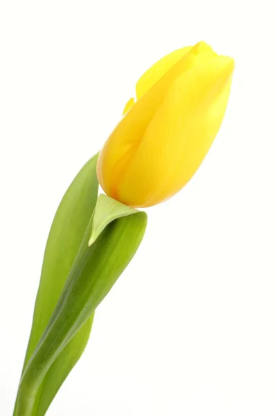 Single tulip isolated on white background — Stock Photo, Image