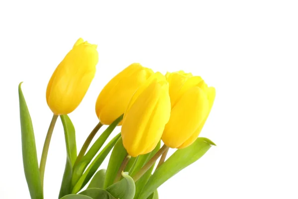 Gele tulpen inschrijving op witte achtergrond — Stockfoto