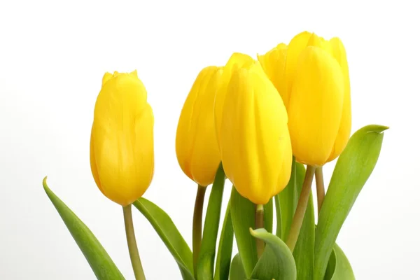 Ніжні жовті тюльпани на білому тлі — стокове фото