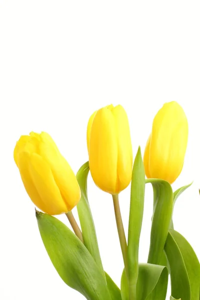 Tulipani gialli teneri su sfondo bianco — Foto Stock