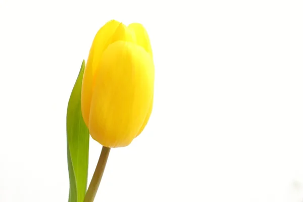 Única tulipa isolada no fundo branco — Fotografia de Stock
