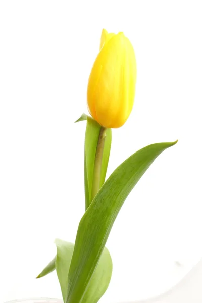 Yellow tulip — Stock Photo, Image