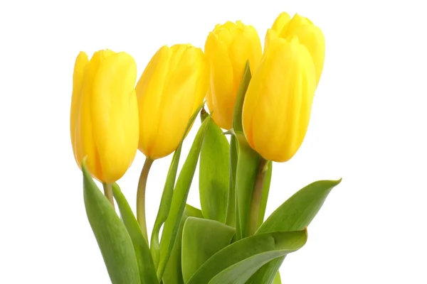 Yellow tulips — Stock Photo, Image