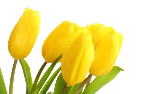 Yellow tulips — Stock Photo, Image