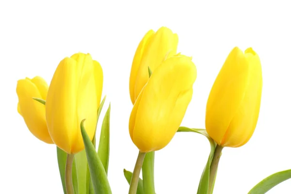 Yellow tulips — Stock Photo, Image