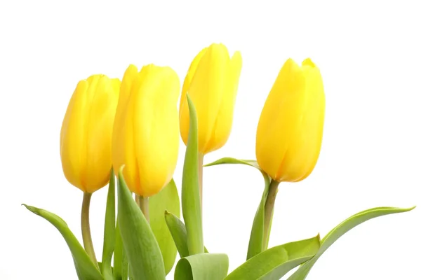 Yellow tulips — Stock Photo, Image