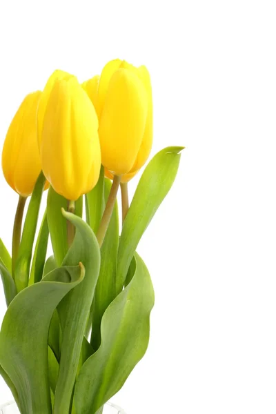 Yellow tulips — Stock Photo, Image