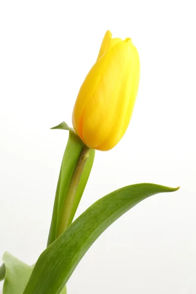 Yellow tulip — Stock Photo, Image