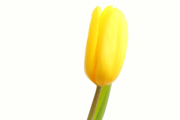 Yellow tulip — Stock Photo, Image