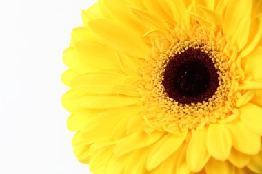 güzel gerbera yakın çekim